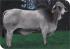 Semen brahman - jdh mr. manso 258/4